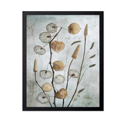 Dried Lantern Pods