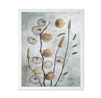Dried Lantern Pods