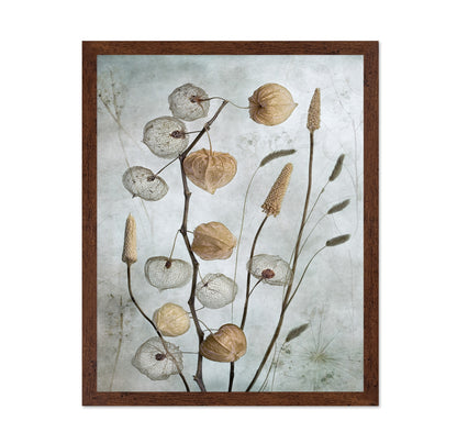 Dried Lantern Pods