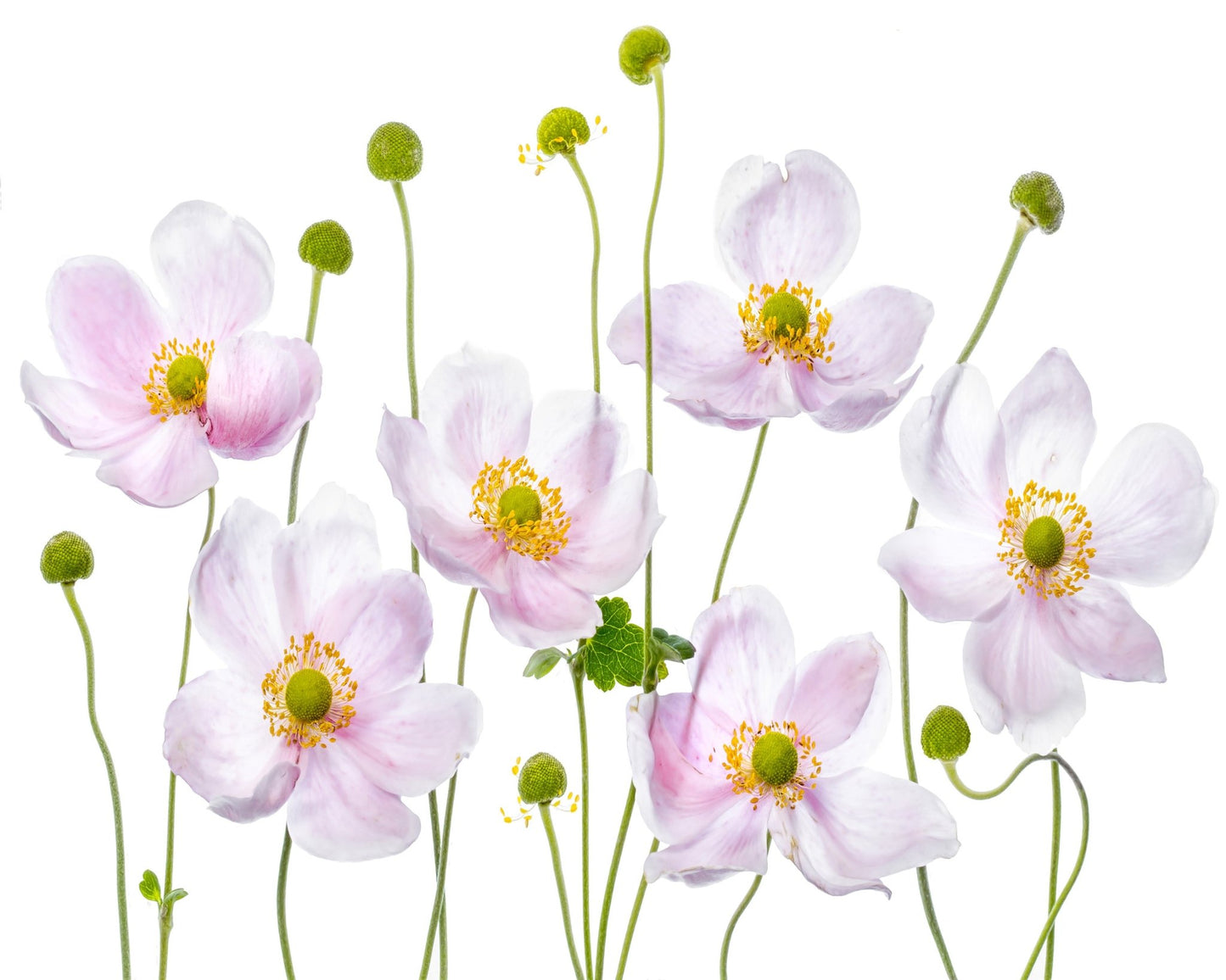 Pink Anemone Flowers