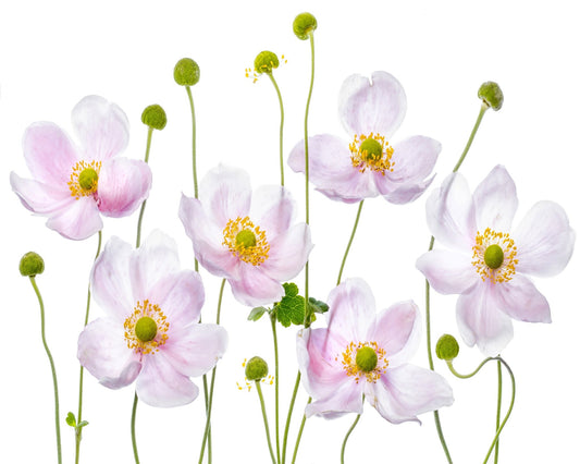Pink Anemone Flowers