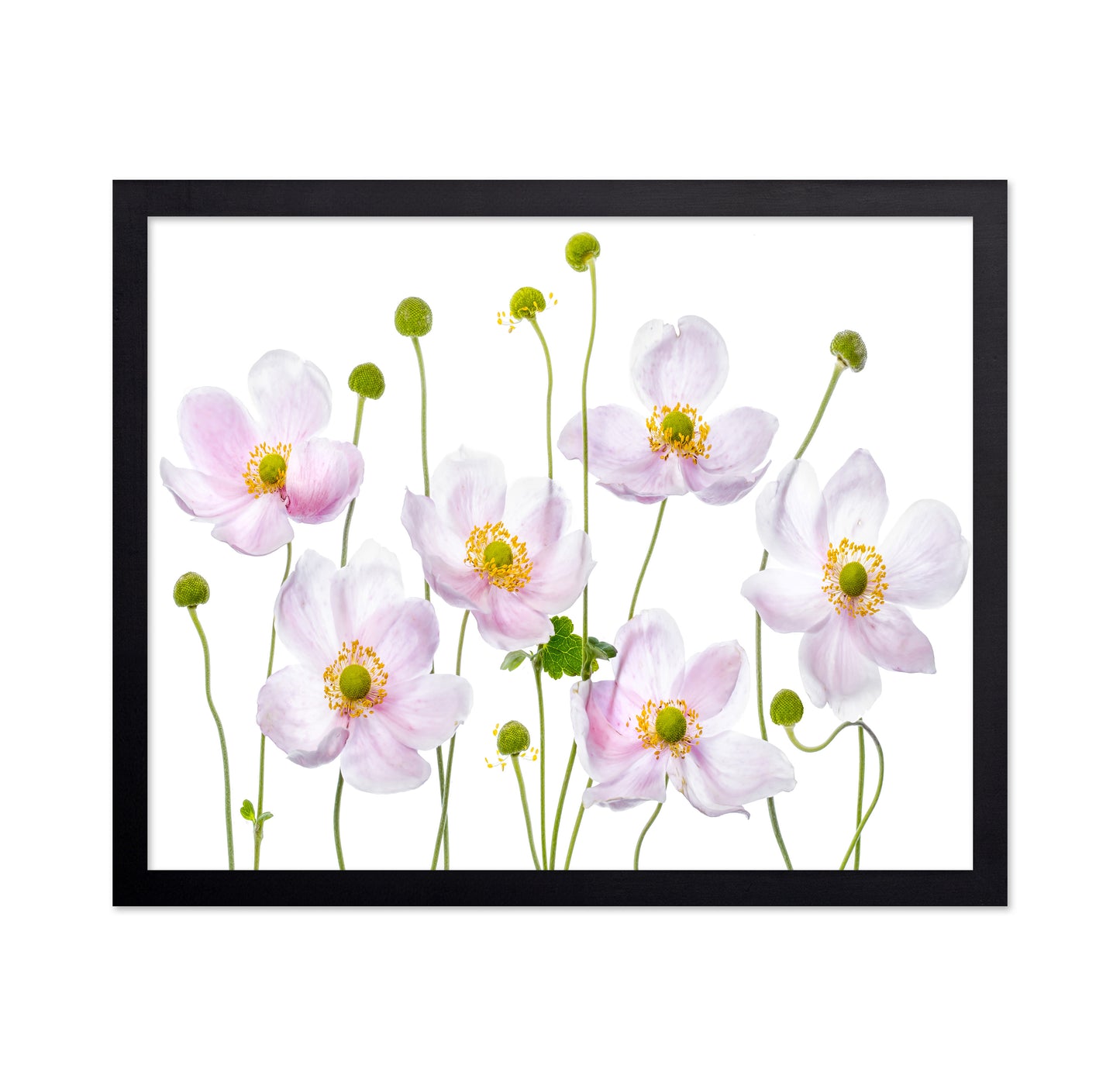 Pink Anemone Flowers