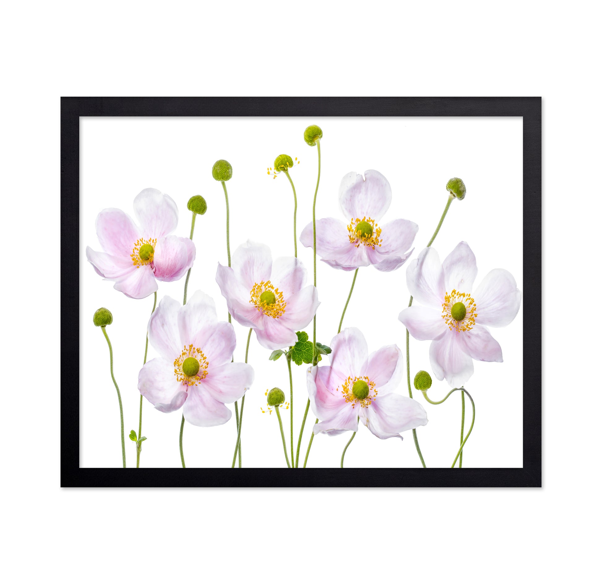 Pink Anemone Flowers