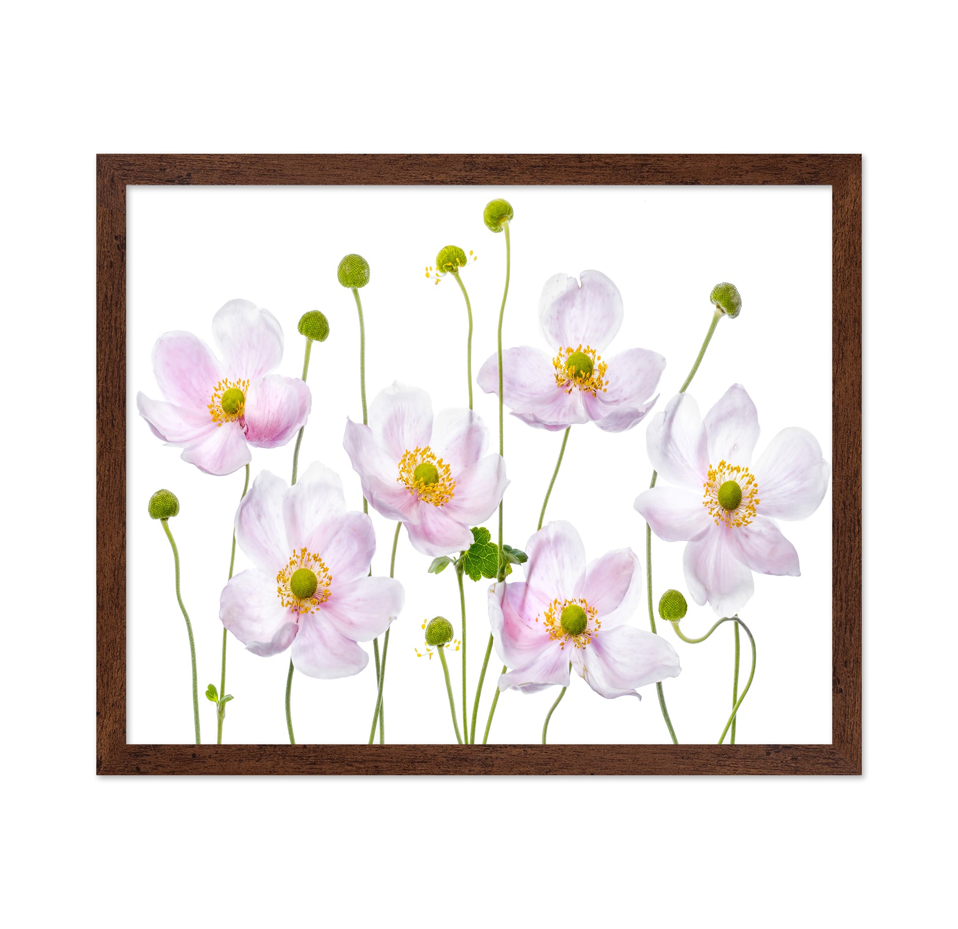 Pink Anemone Flowers