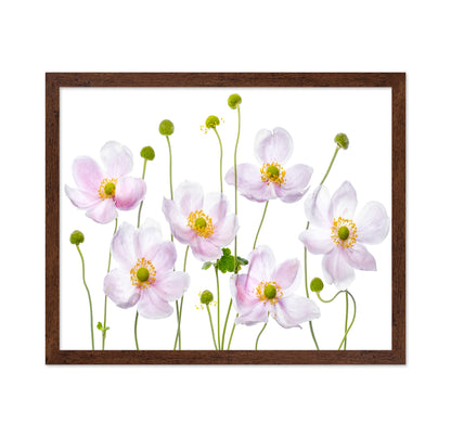 Pink Anemone Flowers