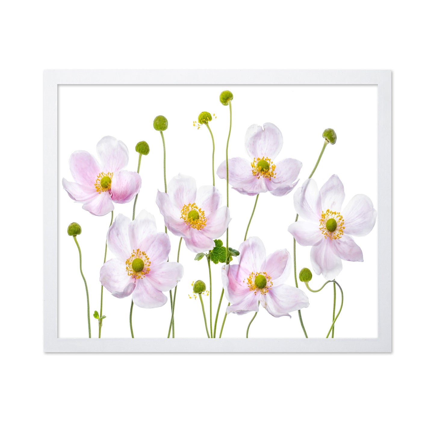 Pink Anemone Flowers