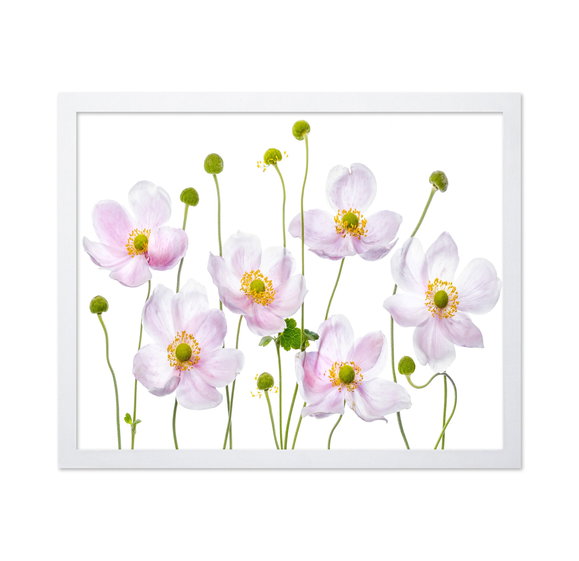 Pink Anemone Flowers