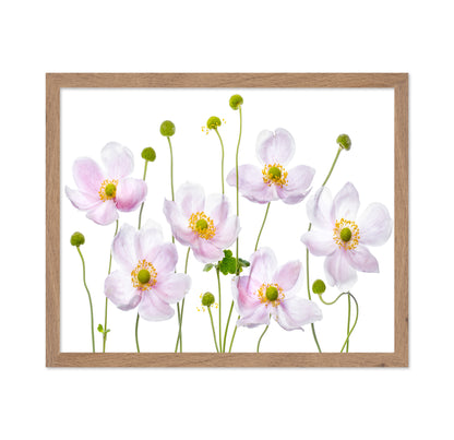Pink Anemone Flowers