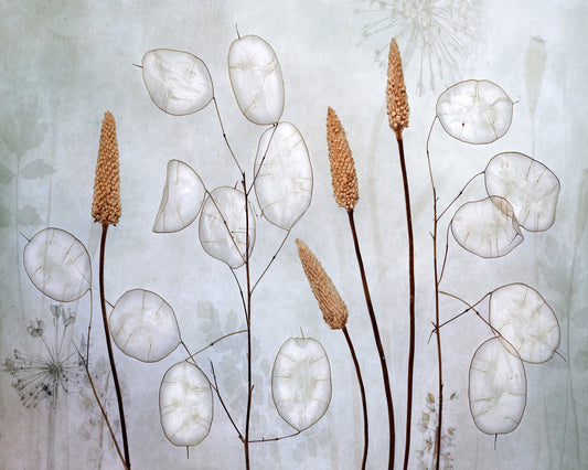 Silver Lunaria Stems