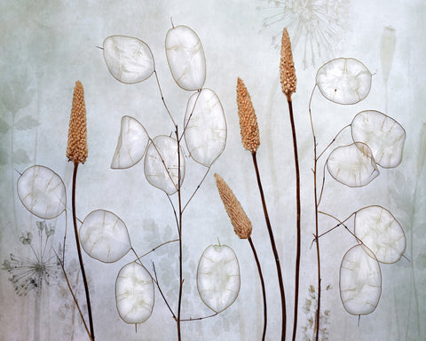 Silver Lunaria Stems