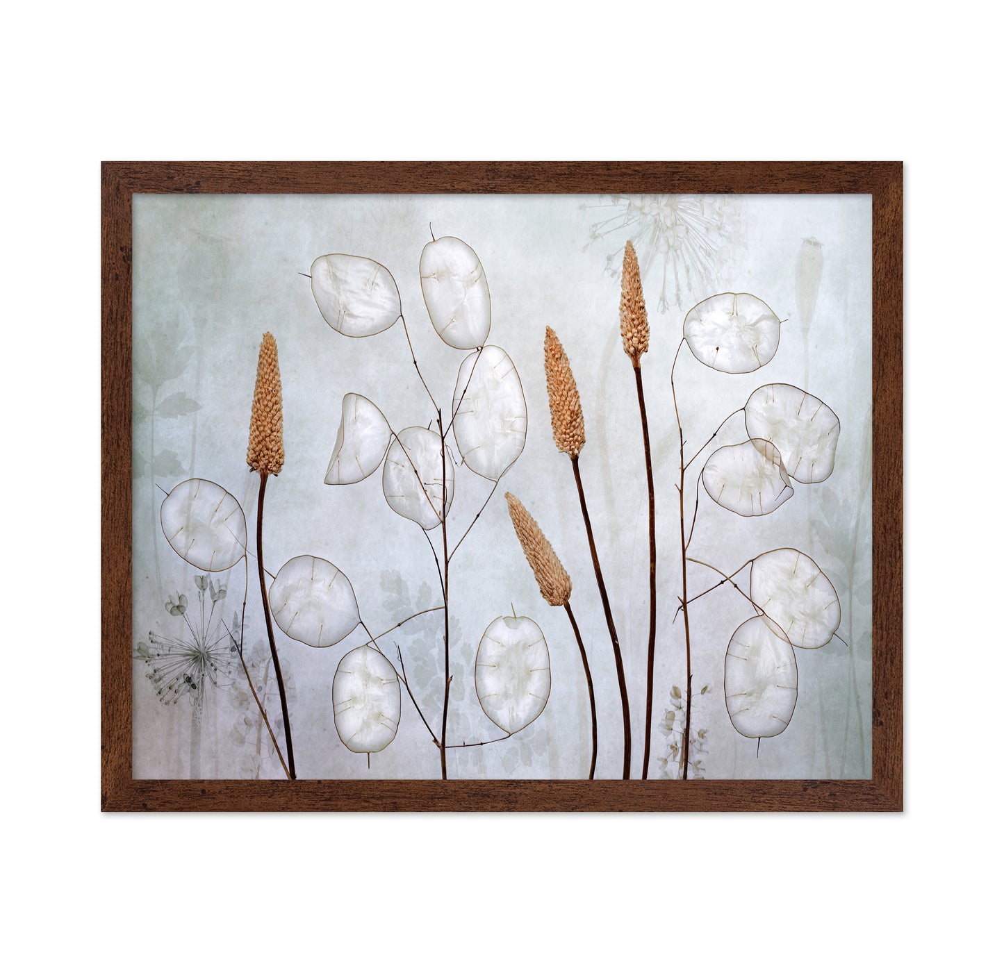 Silver Lunaria Stems