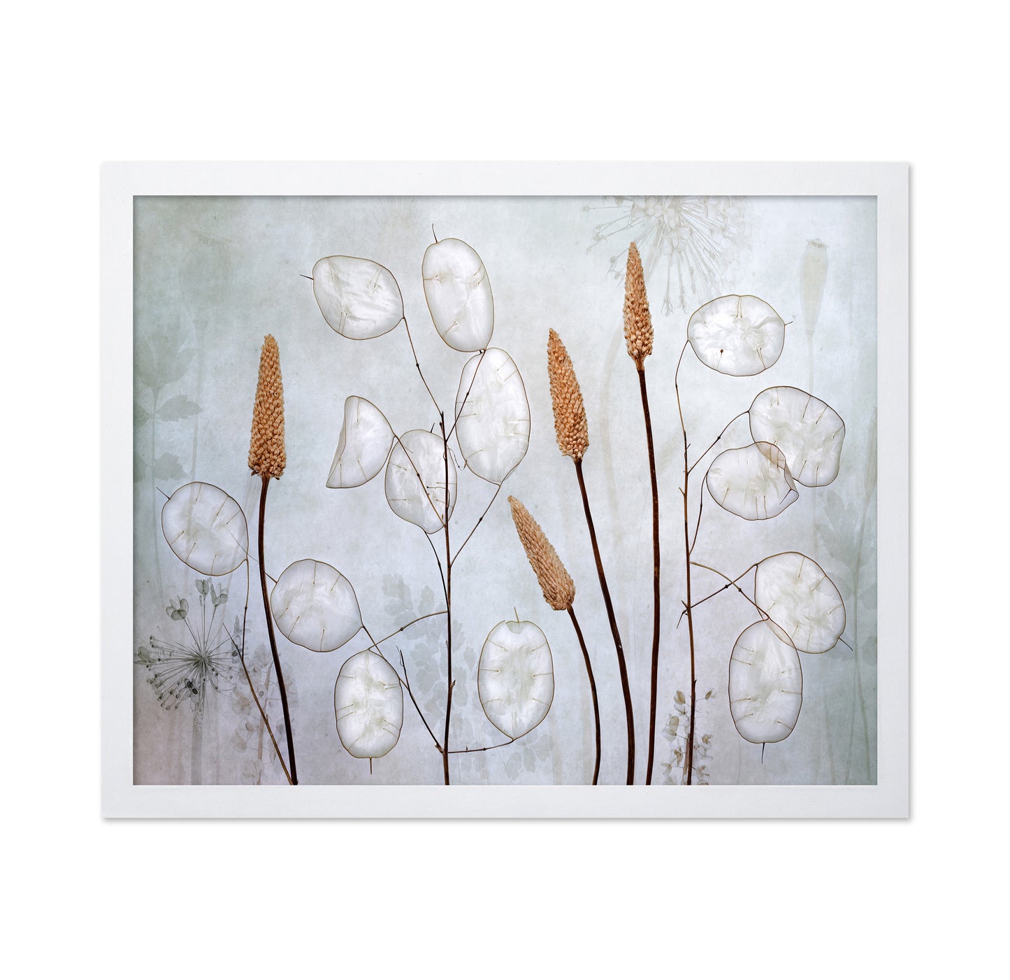 Silver Lunaria Stems