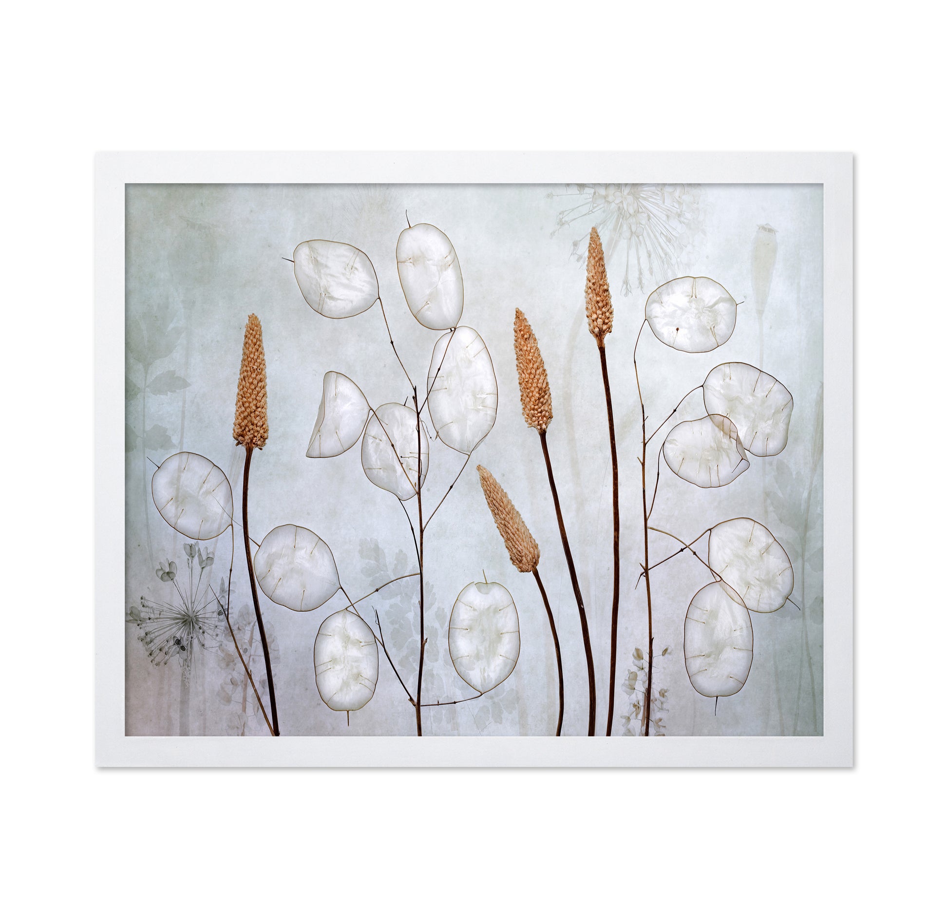 Silver Lunaria Stems
