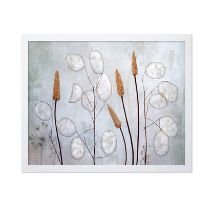 Silver Lunaria Stems