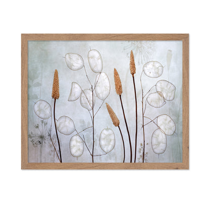 Silver Lunaria Stems