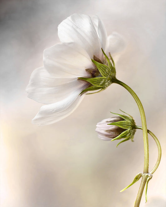 White Cosmos Flower