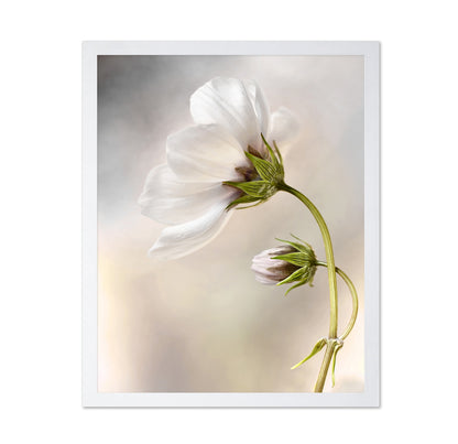White Cosmos Flower