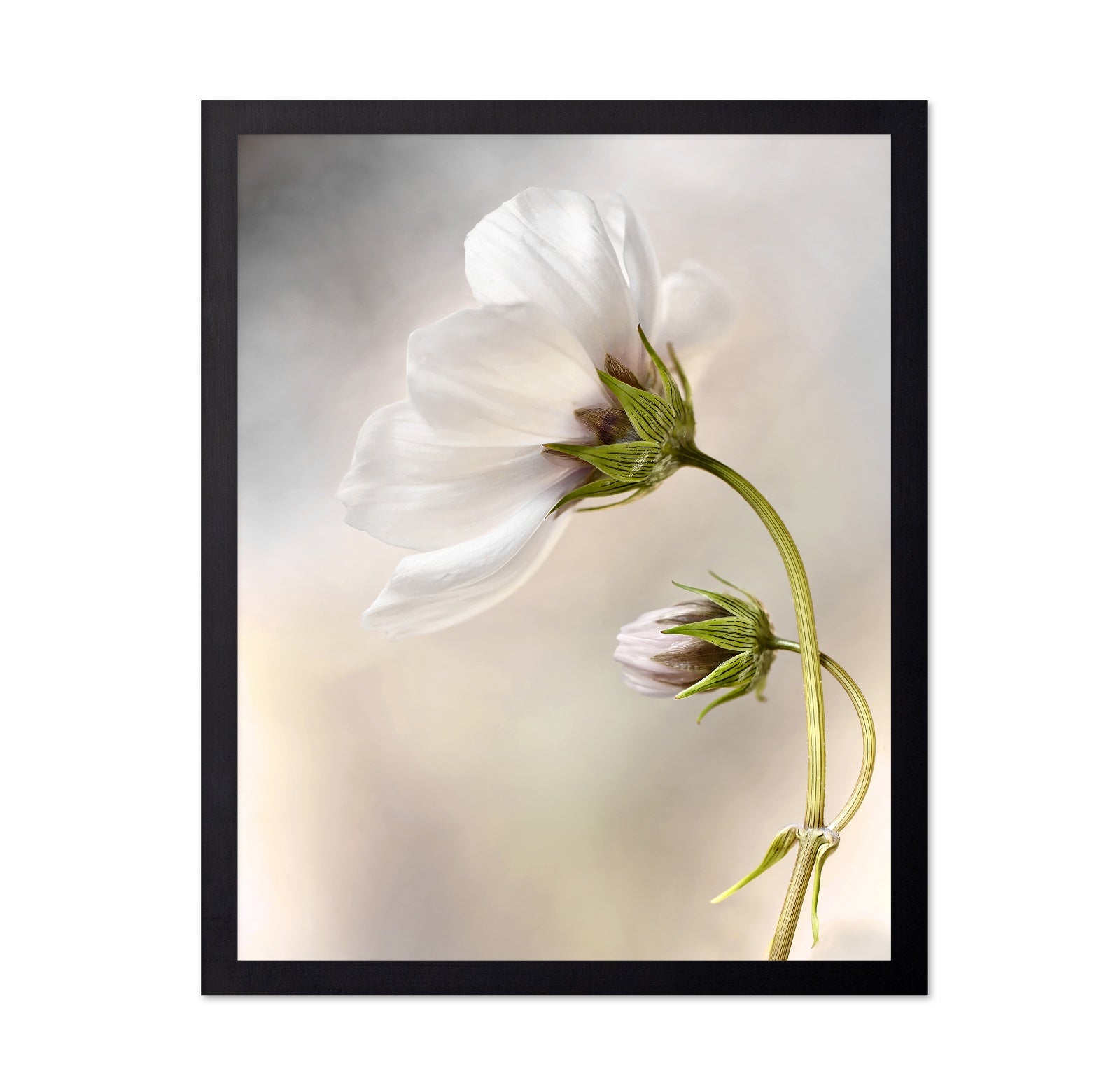White Cosmos Flower