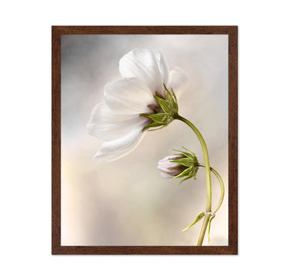 White Cosmos Flower