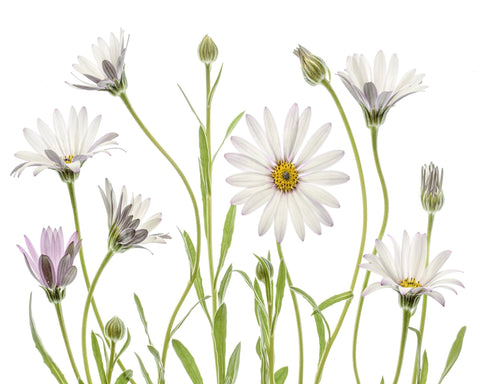 White Cape Daisies