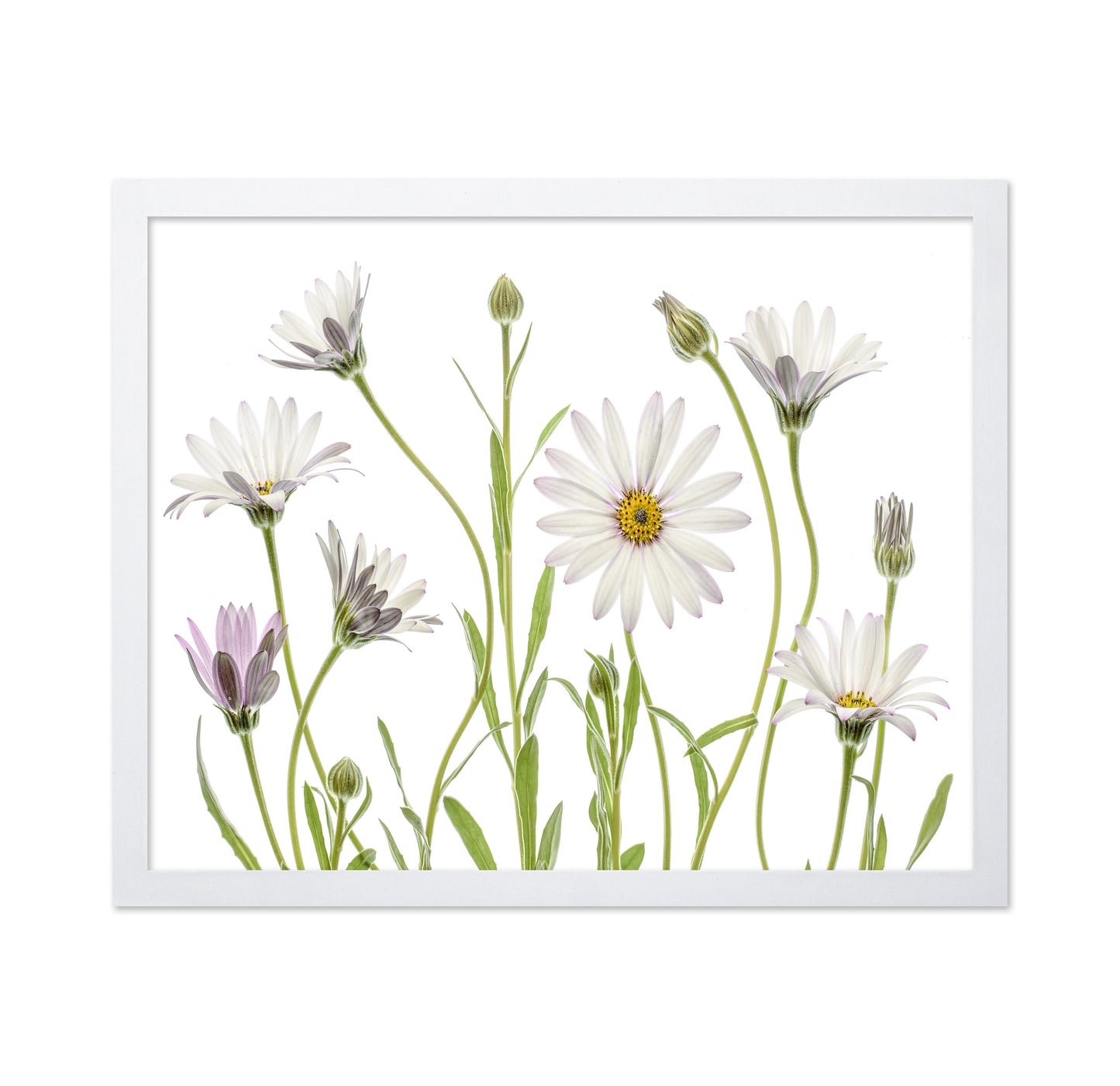 White Cape Daisies