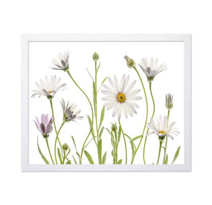 White Cape Daisies