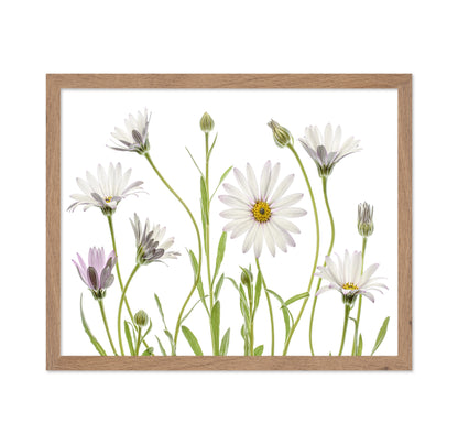 White Cape Daisies