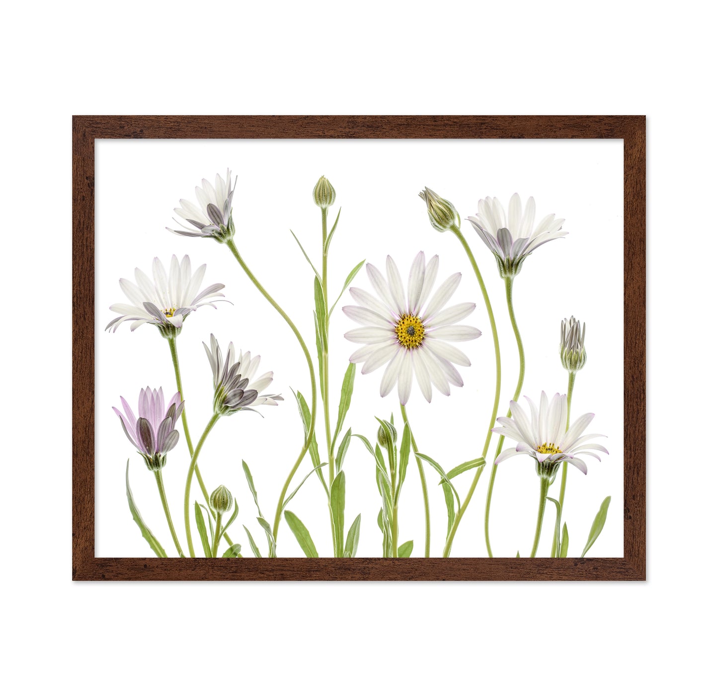 White Cape Daisies