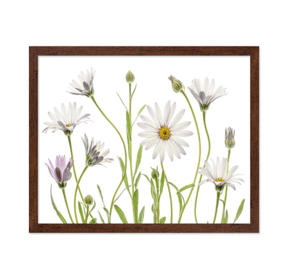 White Cape Daisies