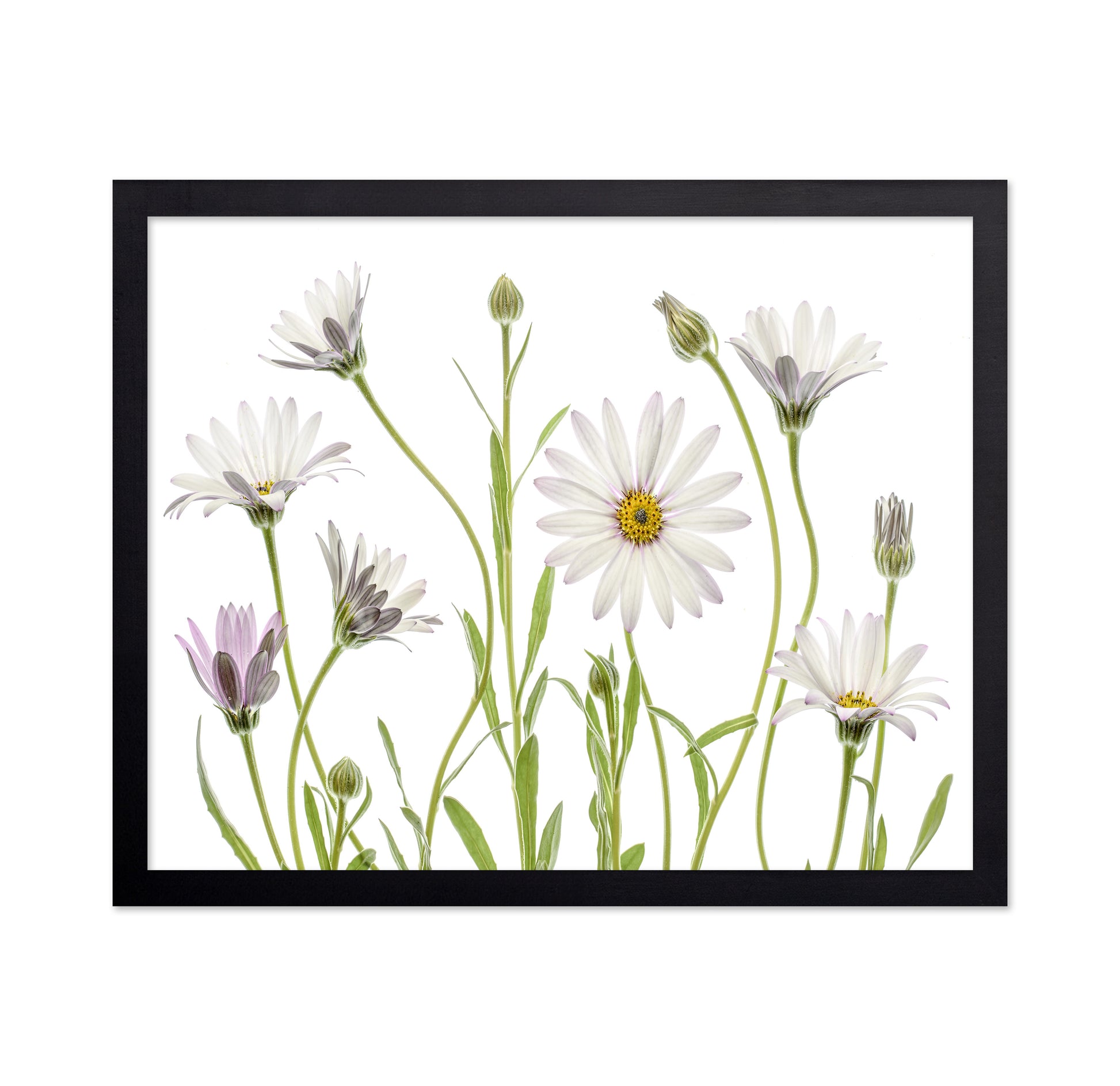 White Cape Daisies