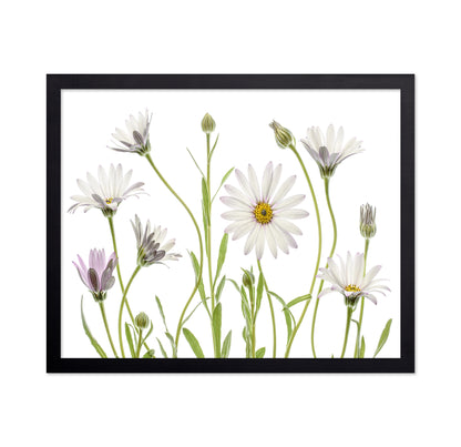 White Cape Daisies