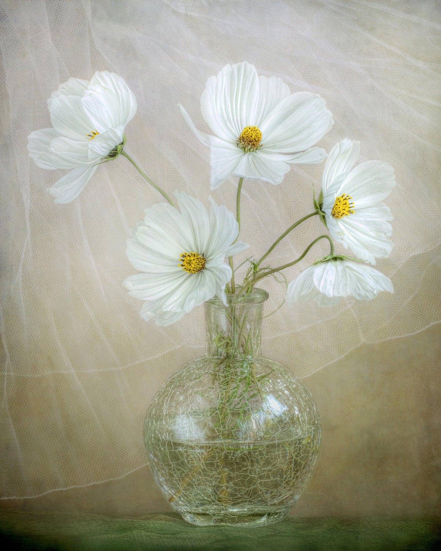 White Cosmos Bouquet