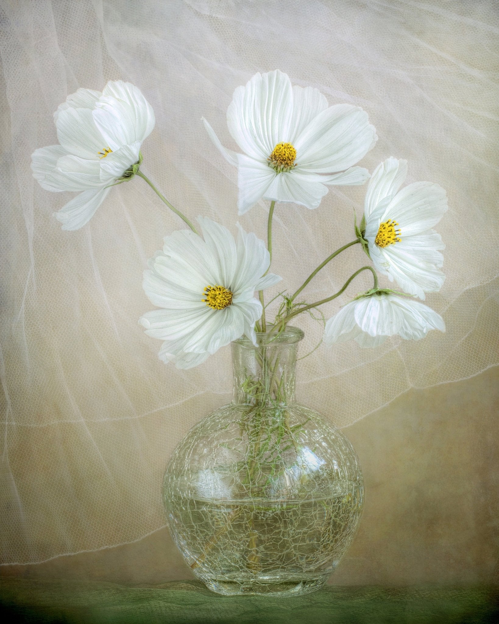 White Cosmos Bouquet