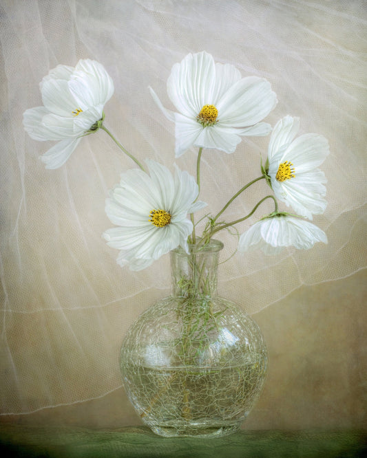 White Cosmos Bouquet