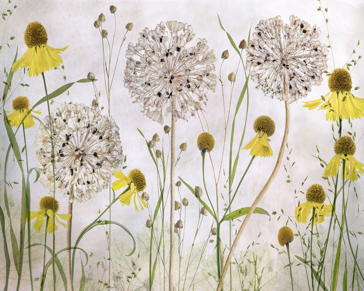Allium Garden Blooms