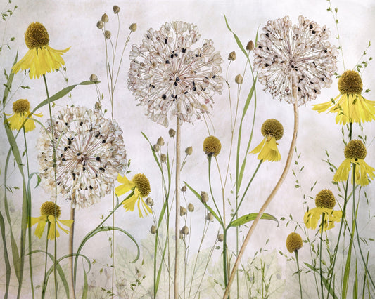 Allium Garden Blooms