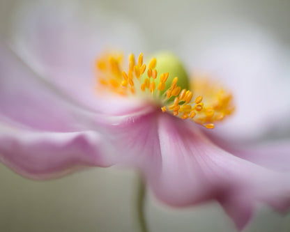 Dreamy Flower Macro