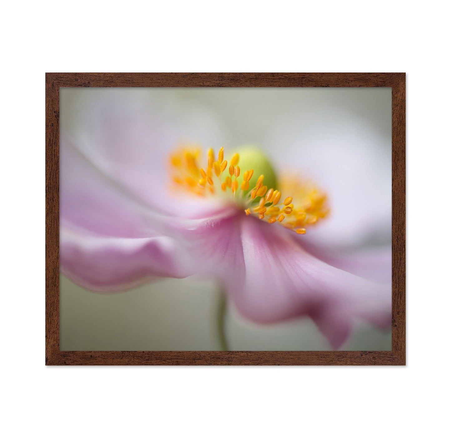 Dreamy Flower Macro
