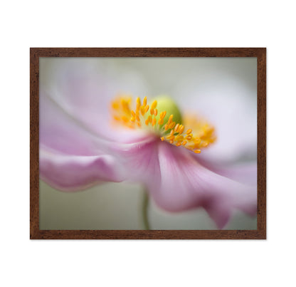 Dreamy Flower Macro