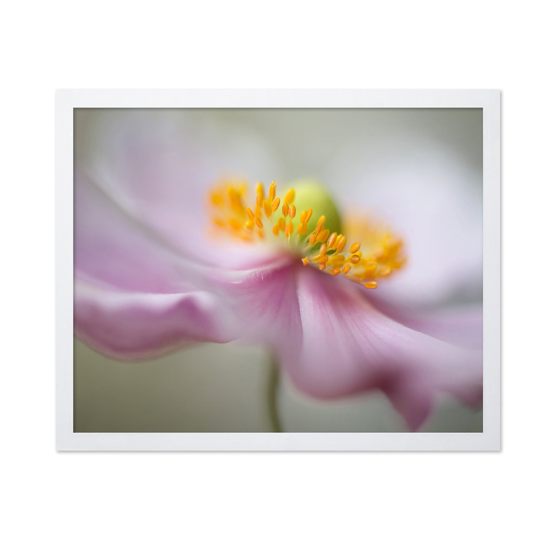 Dreamy Flower Macro