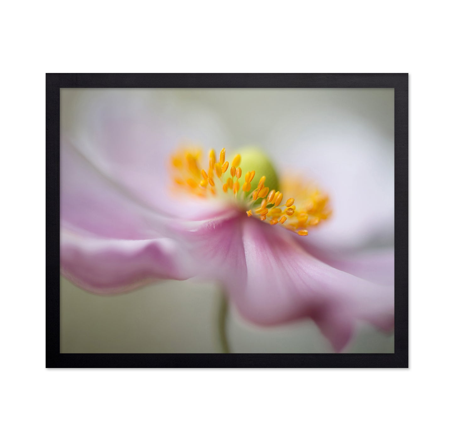 Dreamy Flower Macro