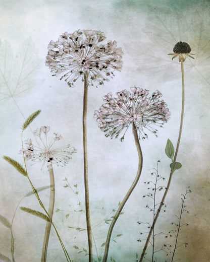 Allium Botanical Study