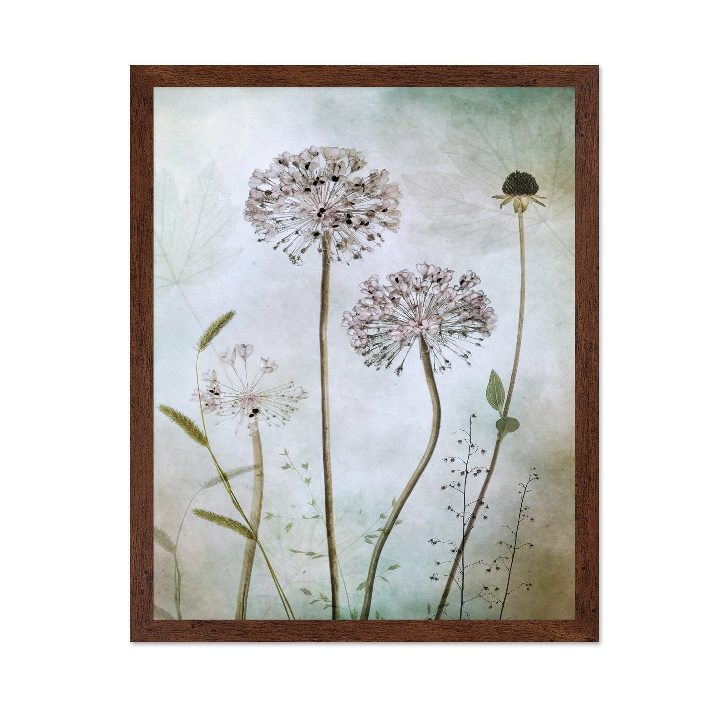 Allium Botanical Study
