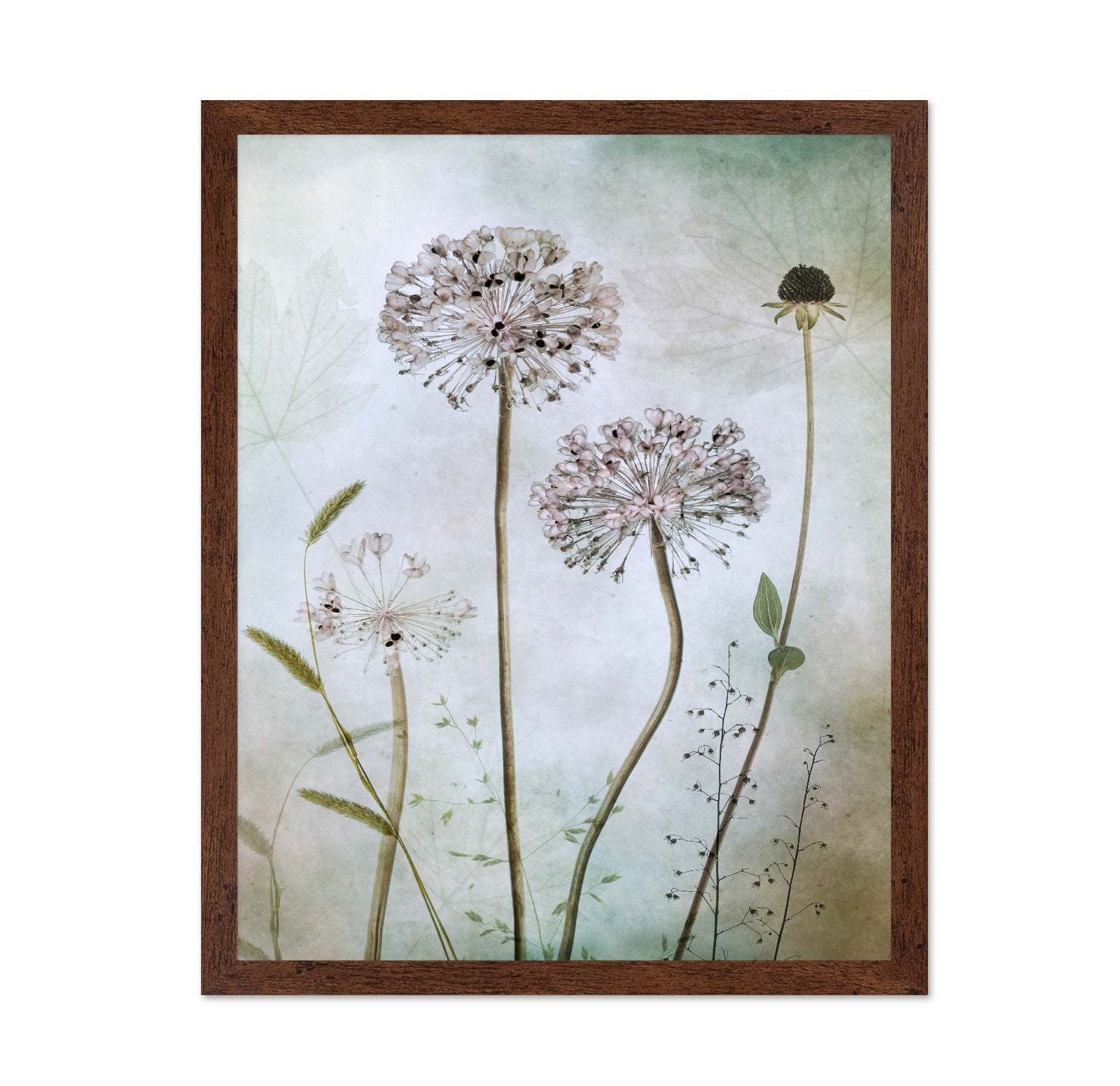 Allium Botanical Study