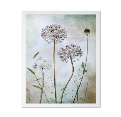 Allium Botanical Study