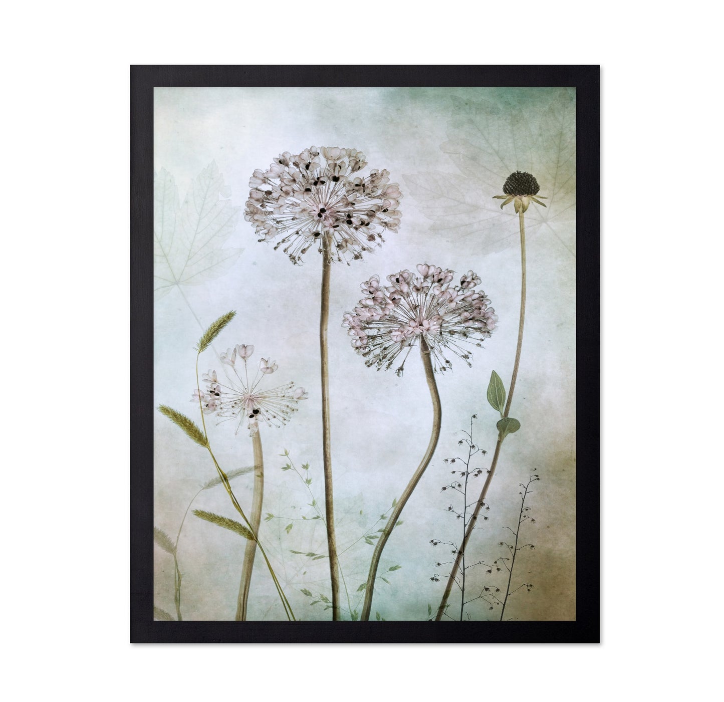 Allium Botanical Study
