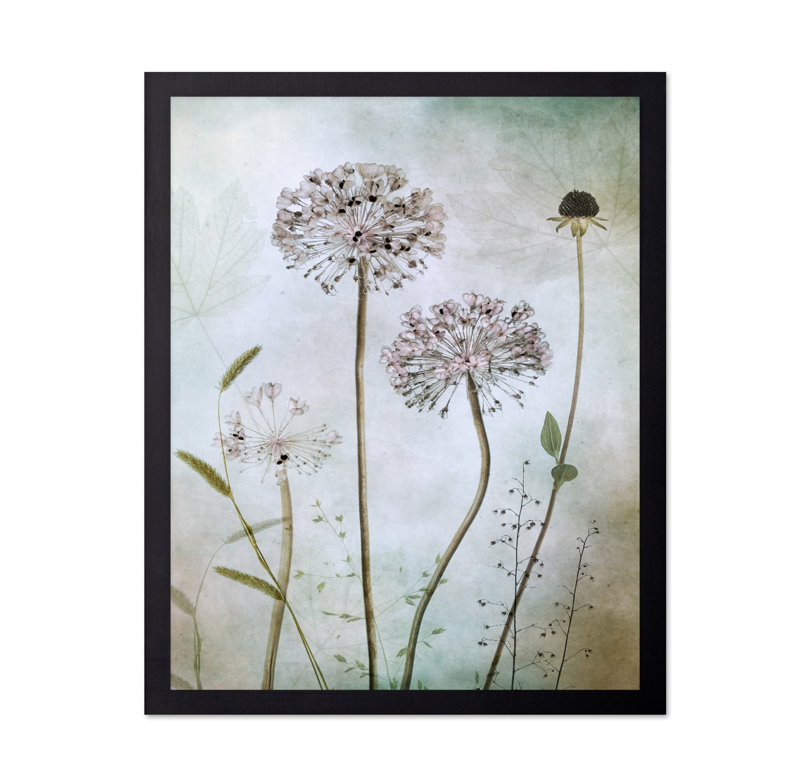 Allium Botanical Study