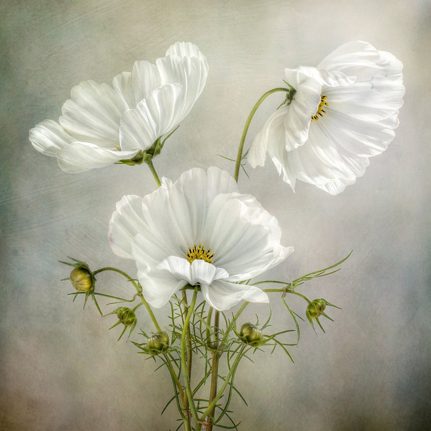 White Cosmos Flowers