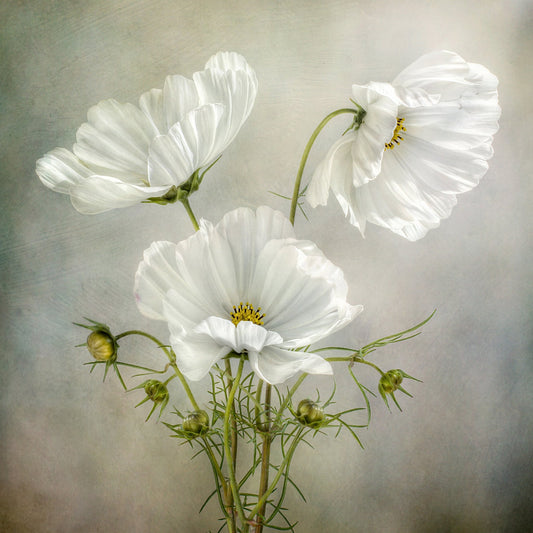 White Cosmos Flowers