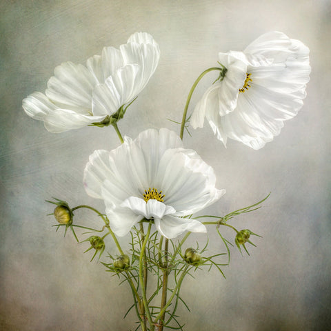 White Cosmos Flowers